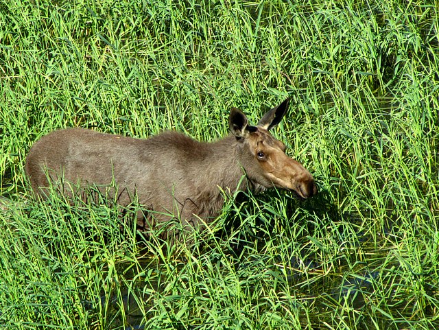 Young Moose