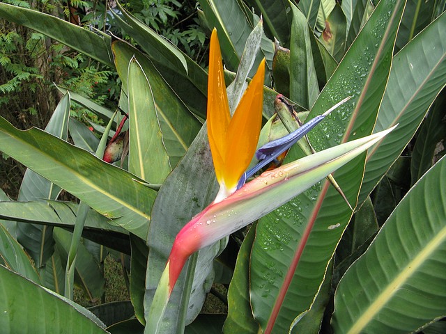 Flower in Brasil