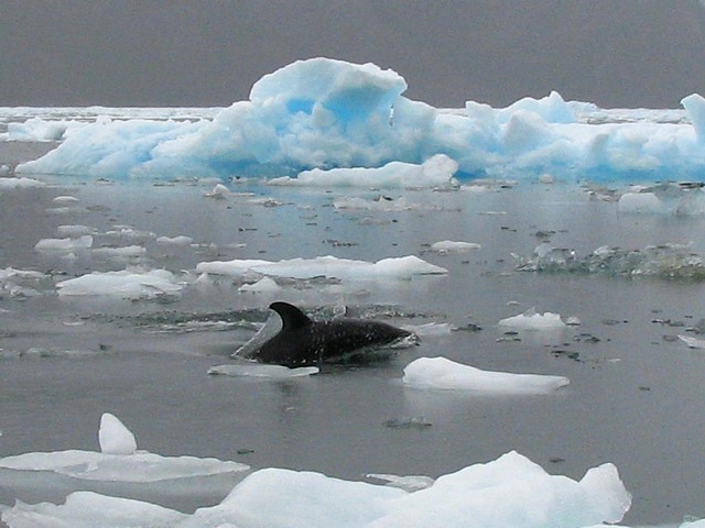 Porpoise