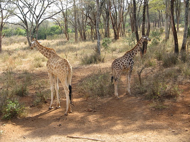 Giraffe Center