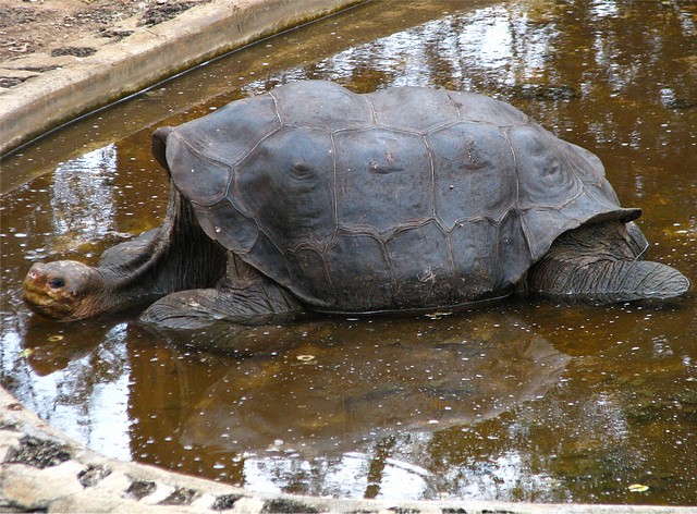 Lonesome George – Giant Tortoise