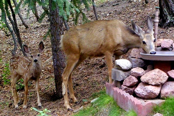 Mother and Fawn