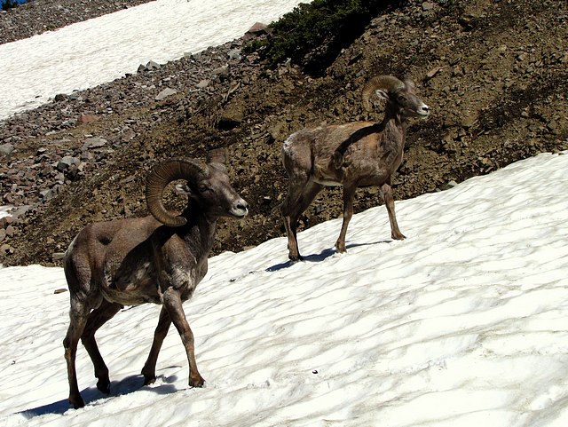 Big Horn Sheep