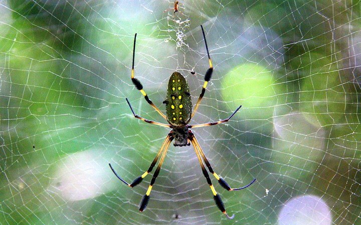 Golden Orb Spider
