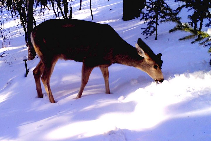 Mule Deer