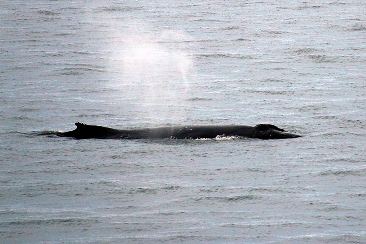 Humpback Whale
