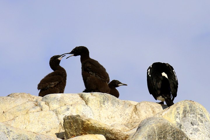 Imperial Cormorants