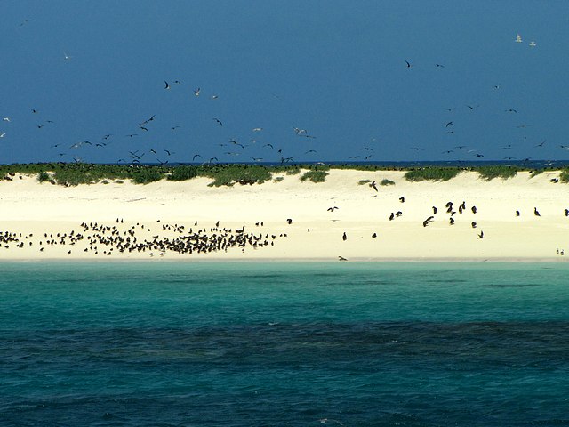 Michaelmas Cay with Birds