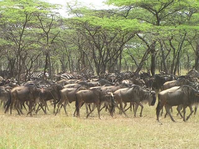 Wildebeest Migration