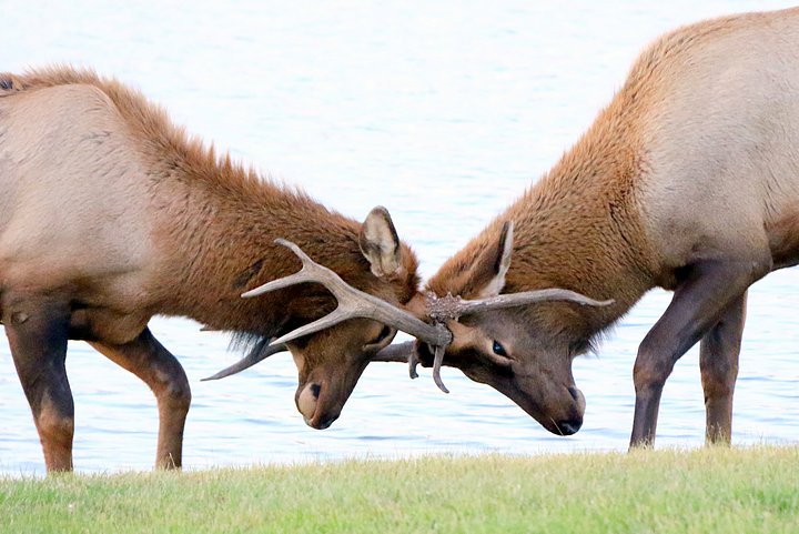 Young Bull Elk