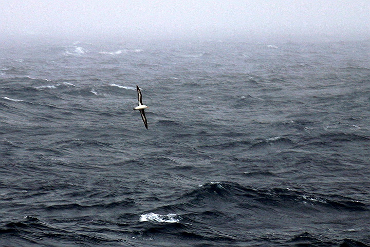 Black-browed Albatross