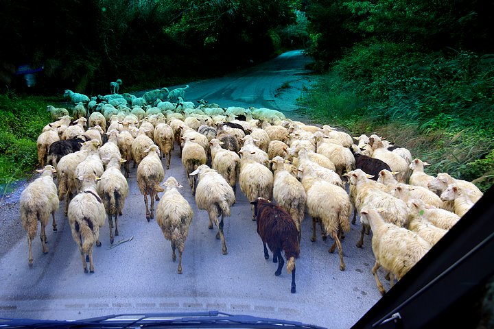 Sheep on the Roadway
