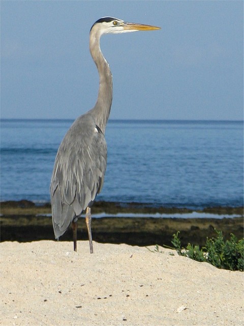 Blue Heron