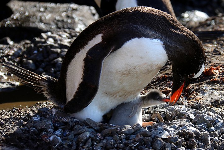 Gentoo Penguin Feeding Chick