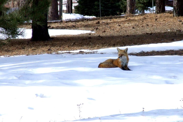 Red Fox by Indi Drive