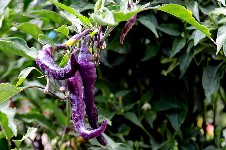 Purple Peppers
