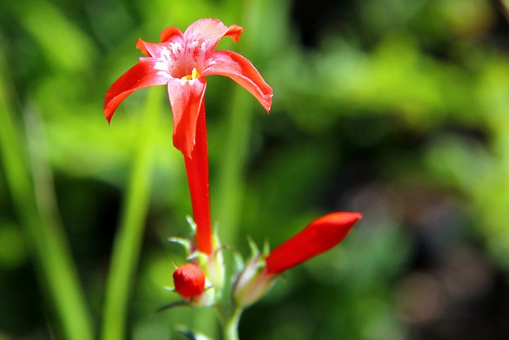Scarlet Gilia-Rocky Mountain High