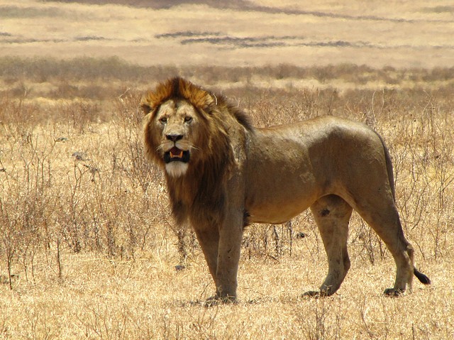 Male Lion