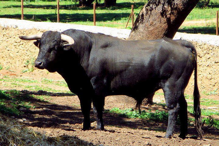 Torro Bravo