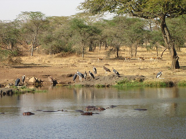 Ecosystem of the Park