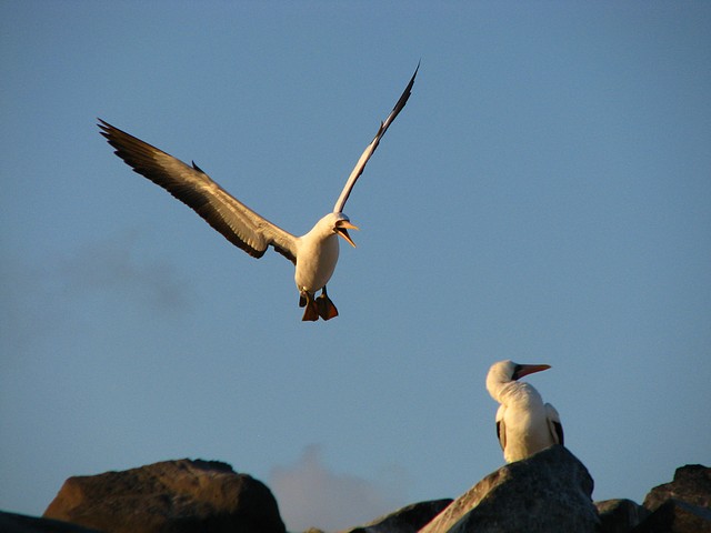 Nazca Boobie Pair