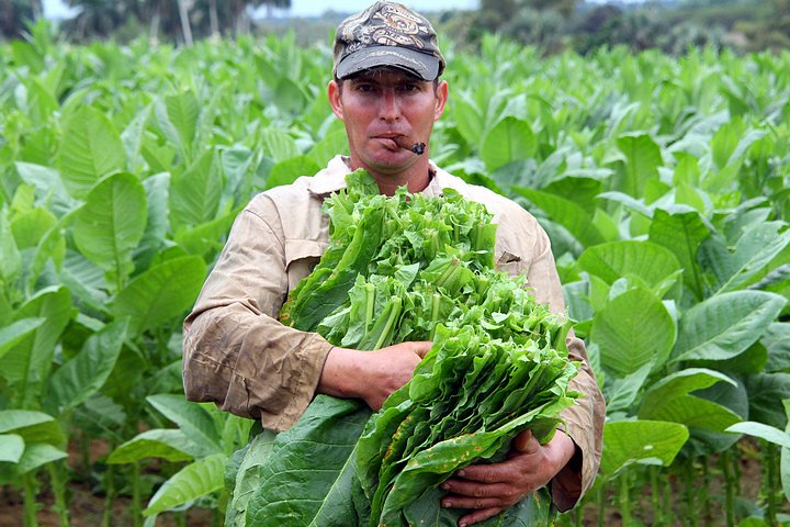 Picking Tobacco