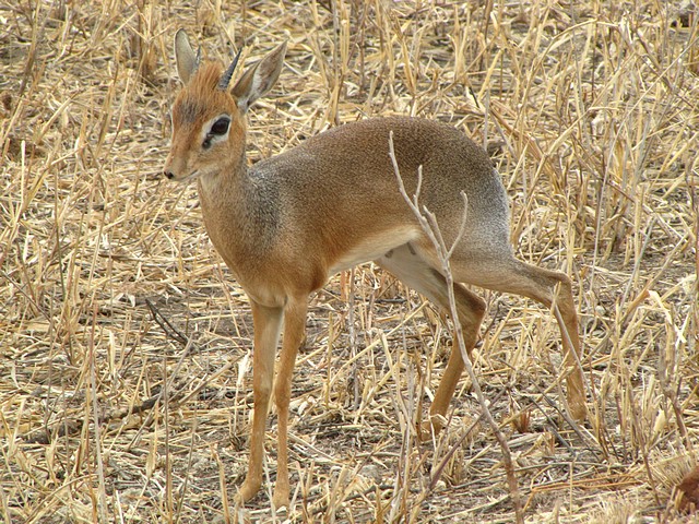 Dik Dik