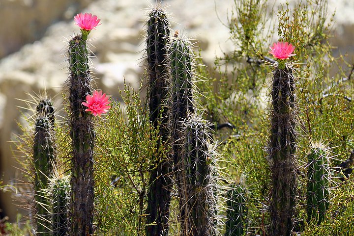 Cactus of Peru & Bolivia