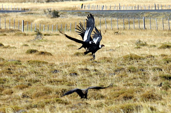 Andean Condors