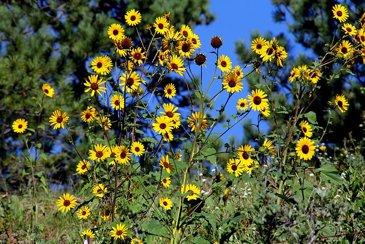 Black-eyed Susan-Rocky Mountain High