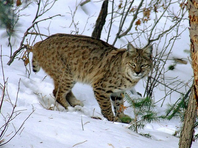 Bobcat Just Off Driveway