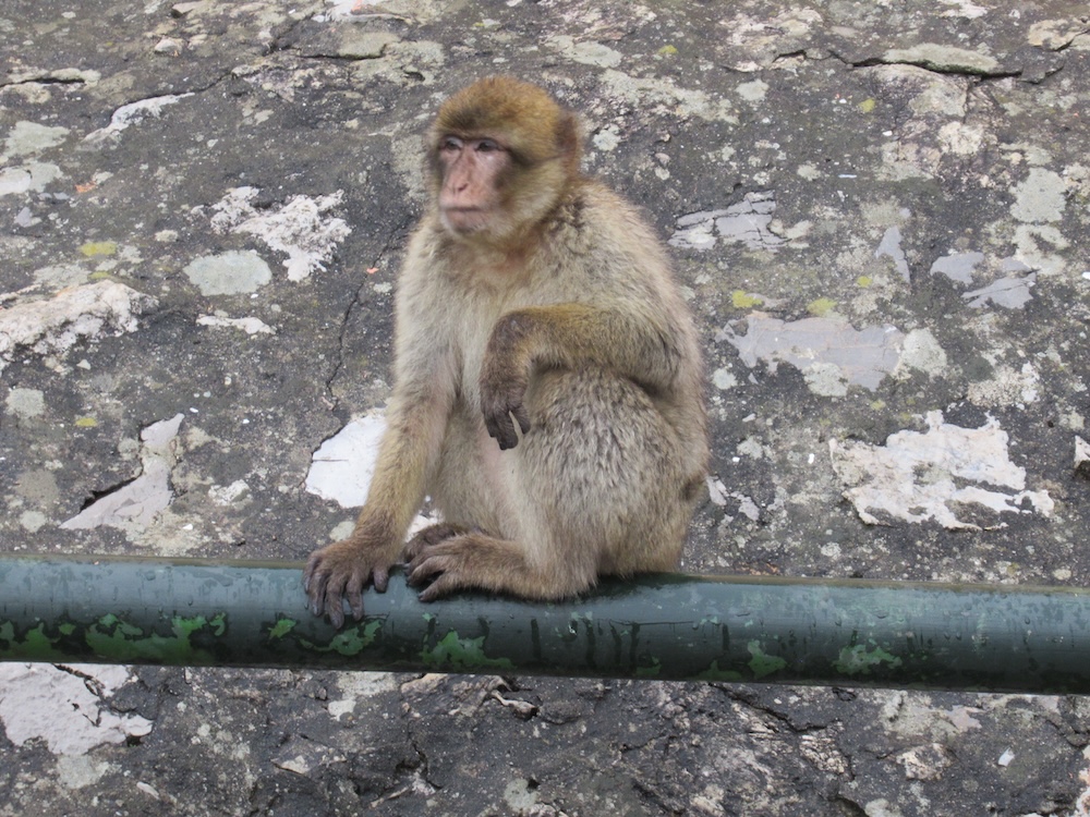 Barbary Macaque