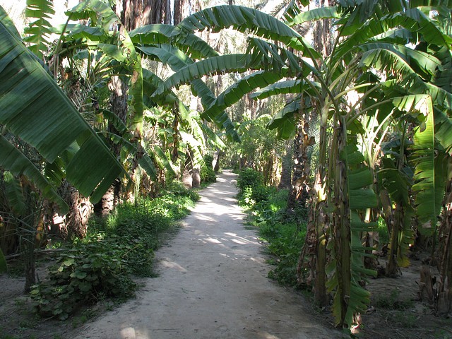 Tozeur Oasis