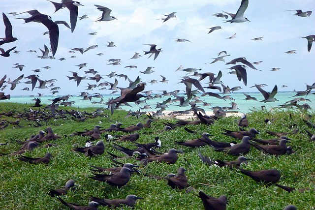 Migratory Birds Nesting