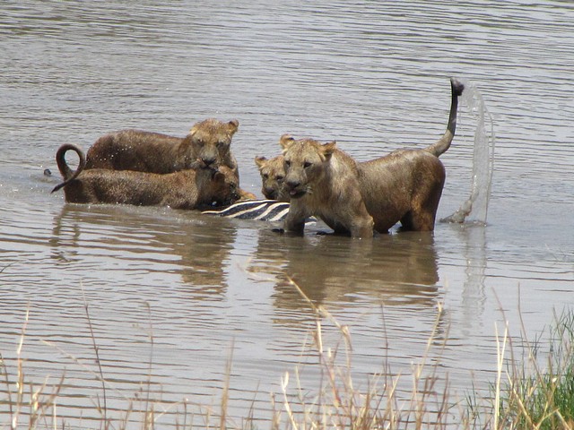 Pride of Lions and Zebra