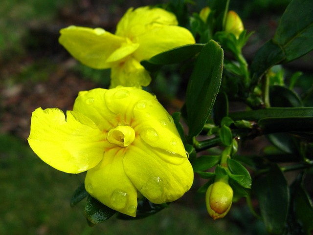 Flower in Brasil