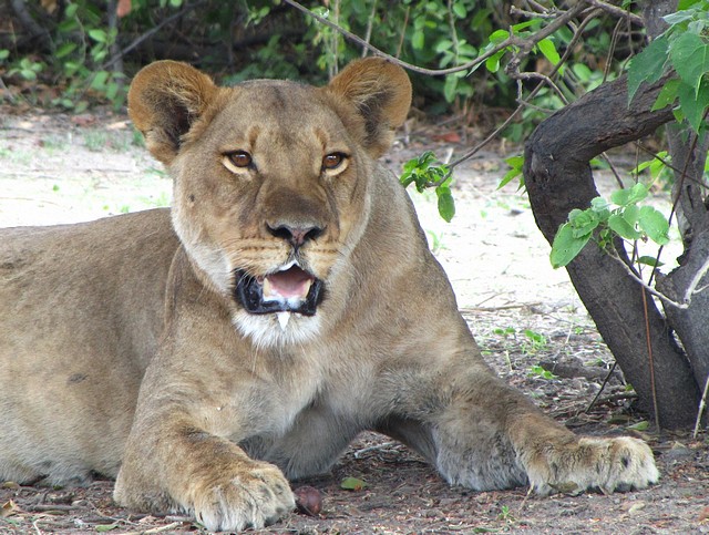 Lioness After a Kill