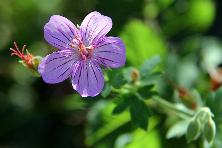 Wild Geranium-Rocky Mountain High