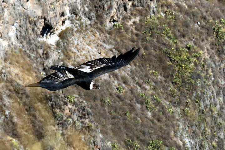 Andean Condor