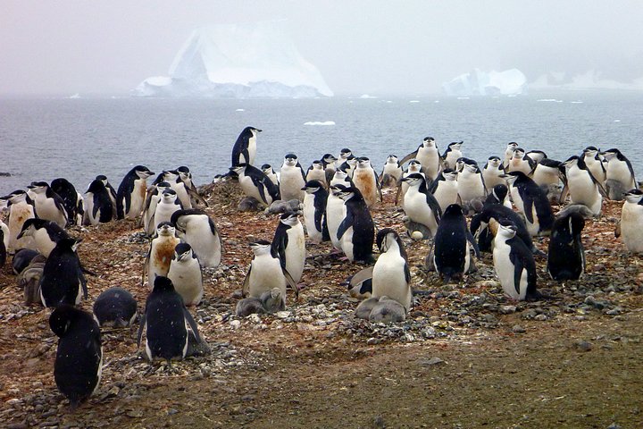 Chinstrap Colony