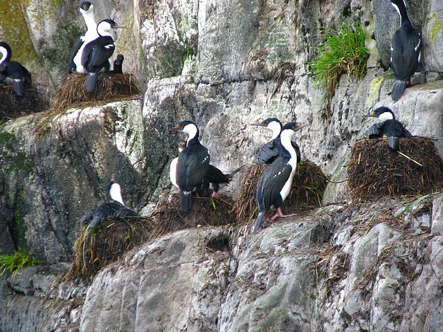 Imperial Cormorant