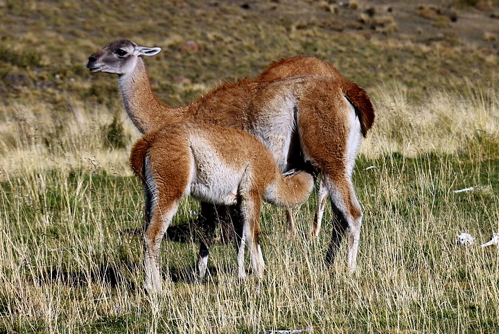 Guanacos
