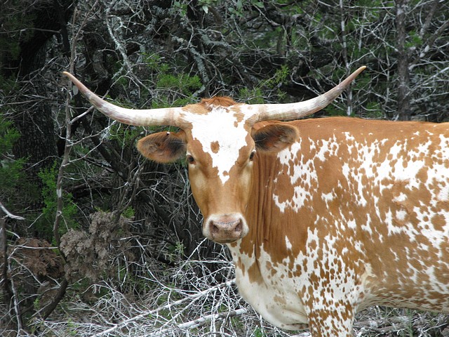 Texas Longhorn North of Austin