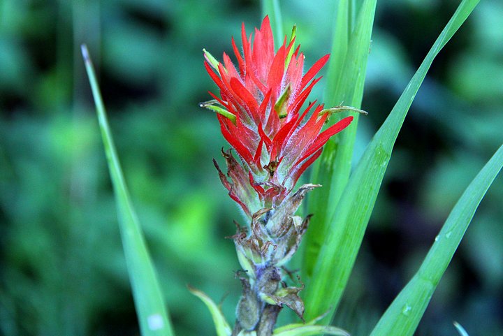 Indian Paintbrush-Rocky Mountain High