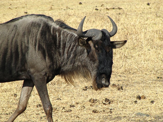 Wildebeest