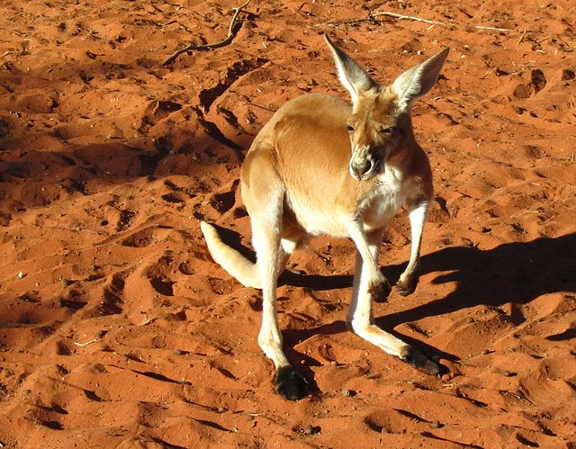 Red Kangaroo