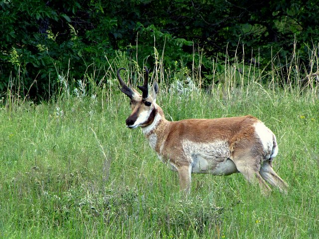 Pronghorn Antelope