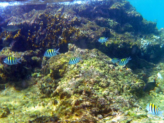 Underwater Shot