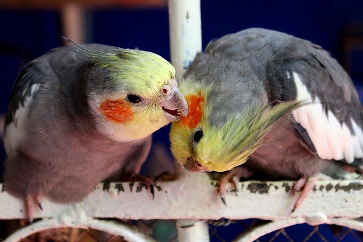 Cockatiels