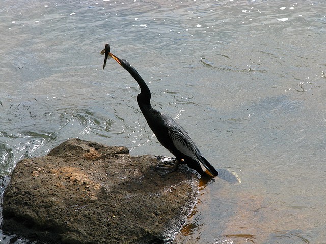 An Aningha After Fishing